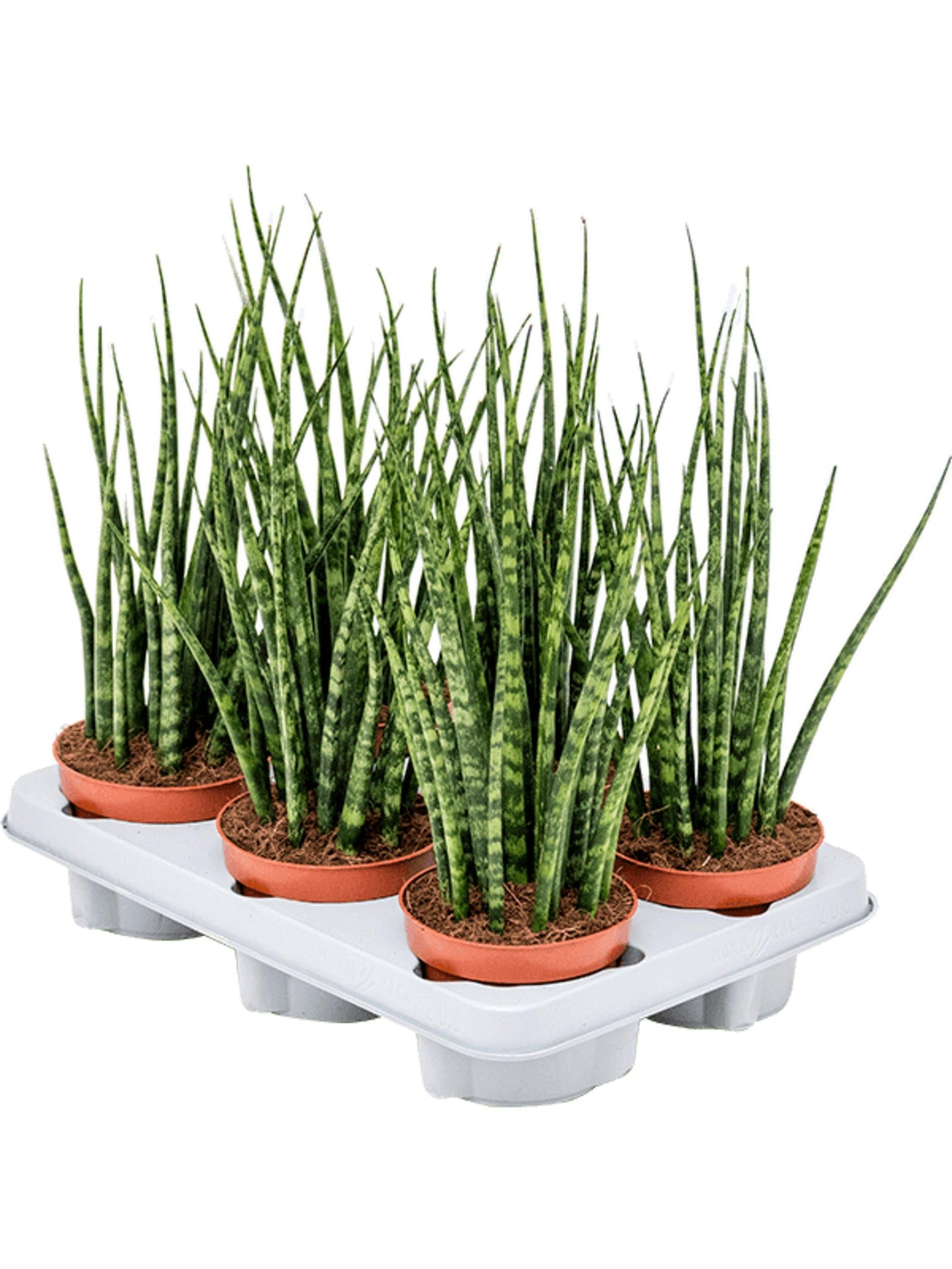 Sansevieria Fernwood Mikado - View 4 from www redcrocus com