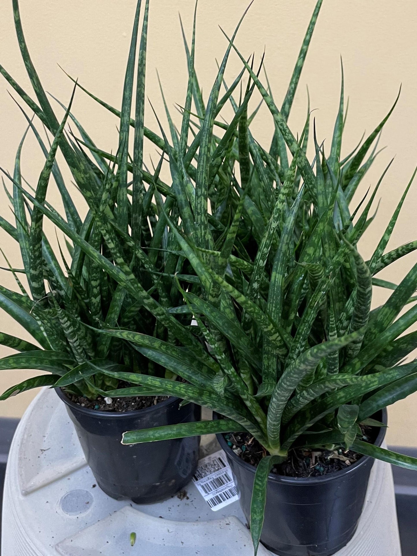Sansevieria Fernwood Mikado - View 7 from www redcrocus com