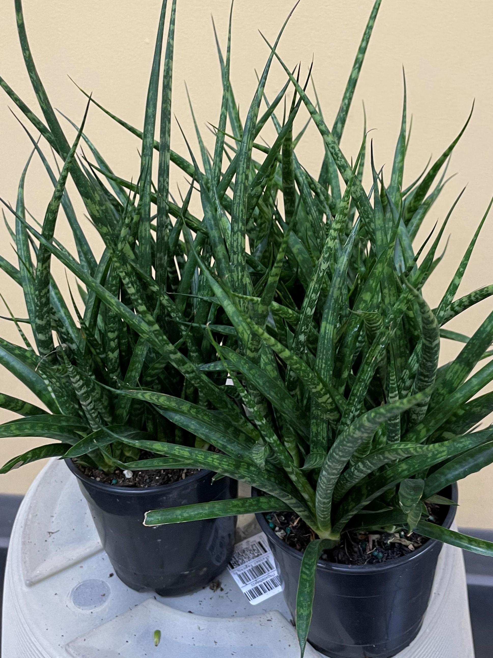 Sansevieria Fernwood Mikado - View 7 from www redcrocus com