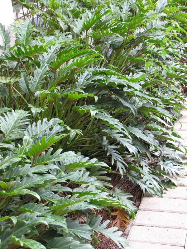 Philodendron 'deja Vu' - View 10 from www redcrocus com