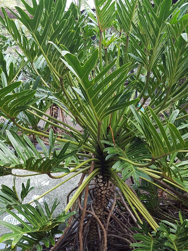 Philodendron 'deja Vu' - View 13 from www redcrocus com