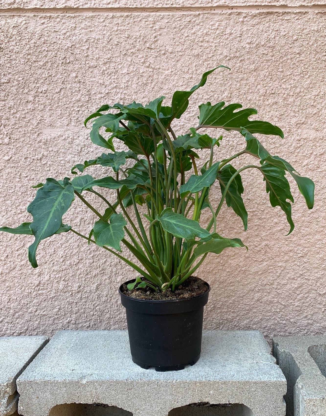 Philodendron 'deja Vu' - View 14 from www redcrocus com