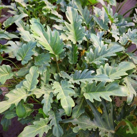 Philodendron 'deja Vu' - View 15 from www redcrocus com