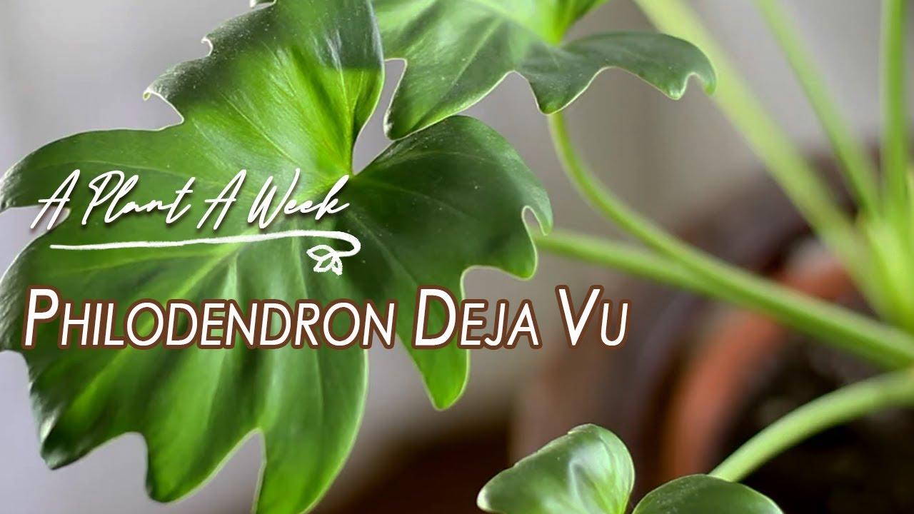 Philodendron 'deja Vu' - View 17 from www redcrocus com