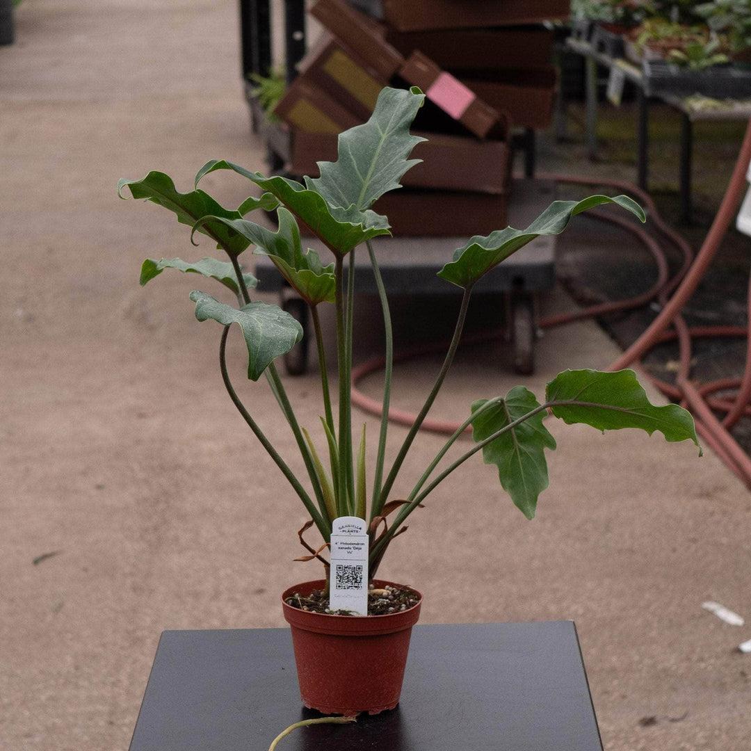 Philodendron 'deja Vu' - View 18 from www redcrocus com