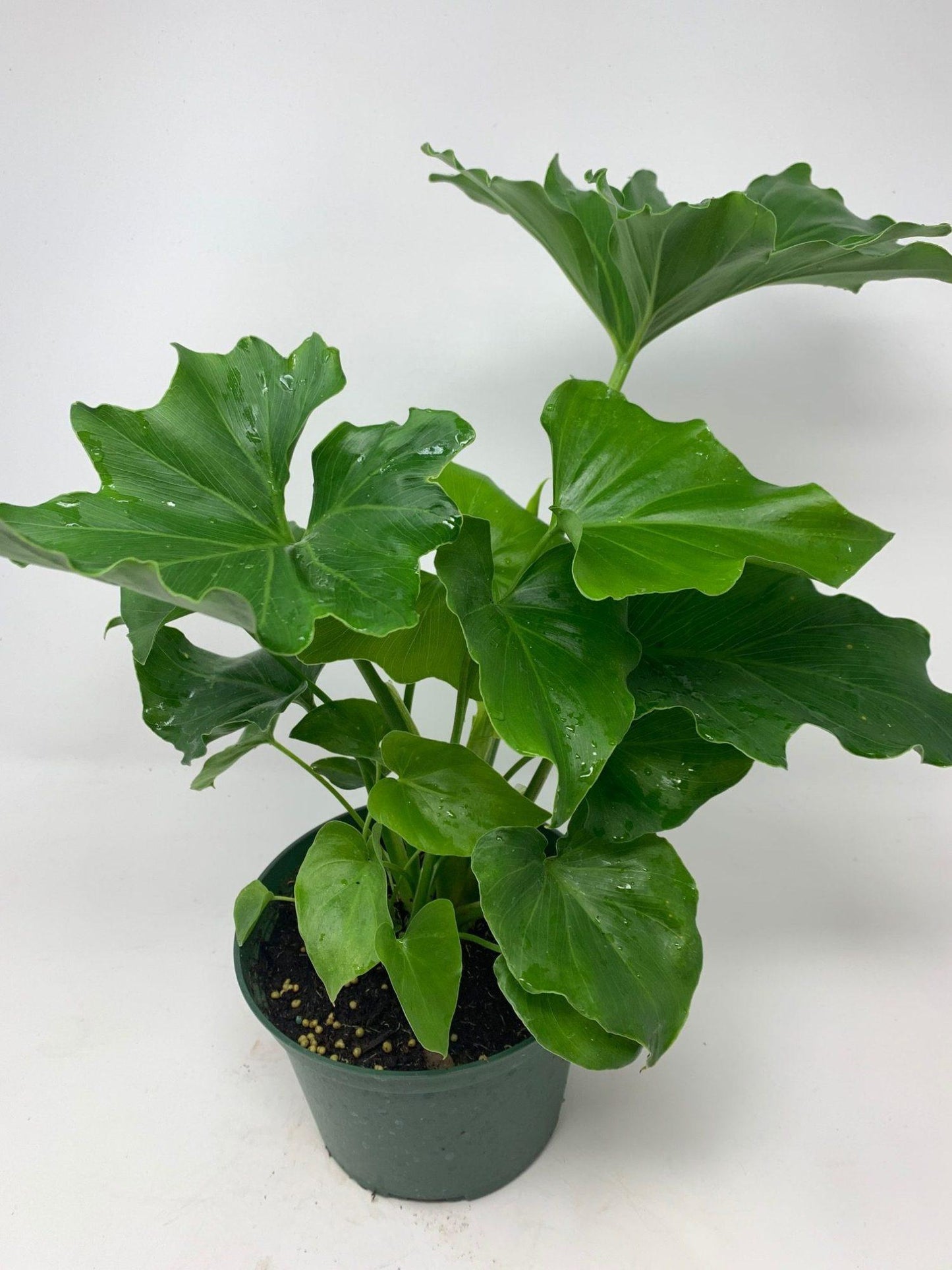 Philodendron 'deja Vu' - View 19 from www redcrocus com