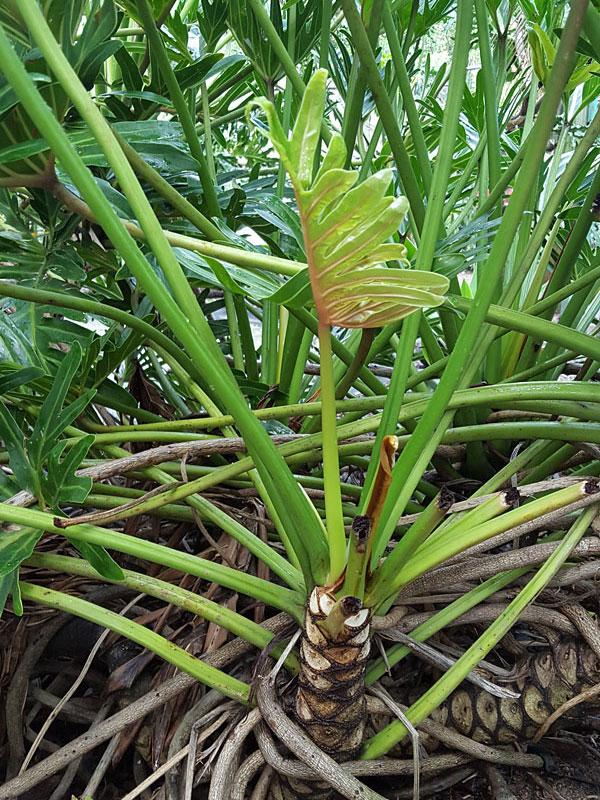 Philodendron 'deja Vu' - View 20 from www redcrocus com