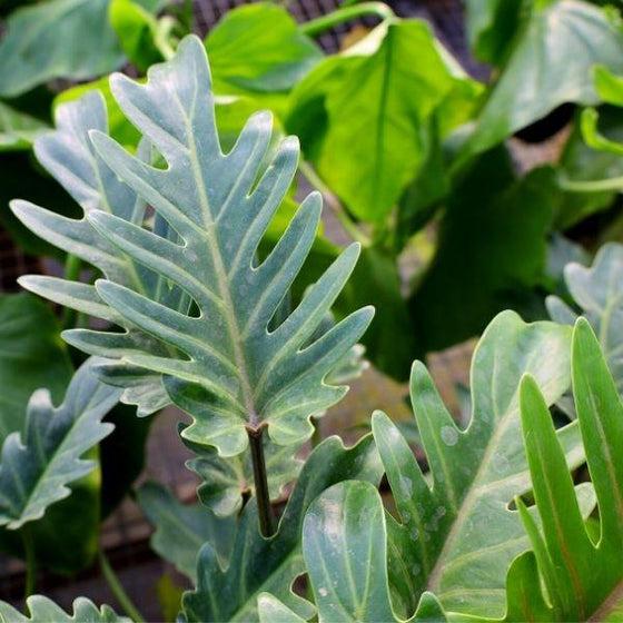 Philodendron 'deja Vu' - View 21 from www redcrocus com