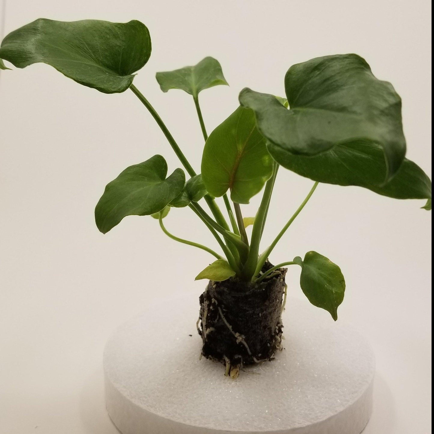 Philodendron 'deja Vu' - View 25 from www redcrocus com