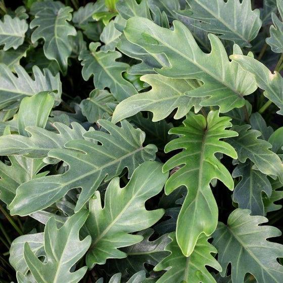 Philodendron 'deja Vu' - View 27 from www redcrocus com