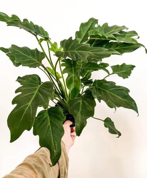 Philodendron 'deja Vu' - View 28 from www redcrocus com