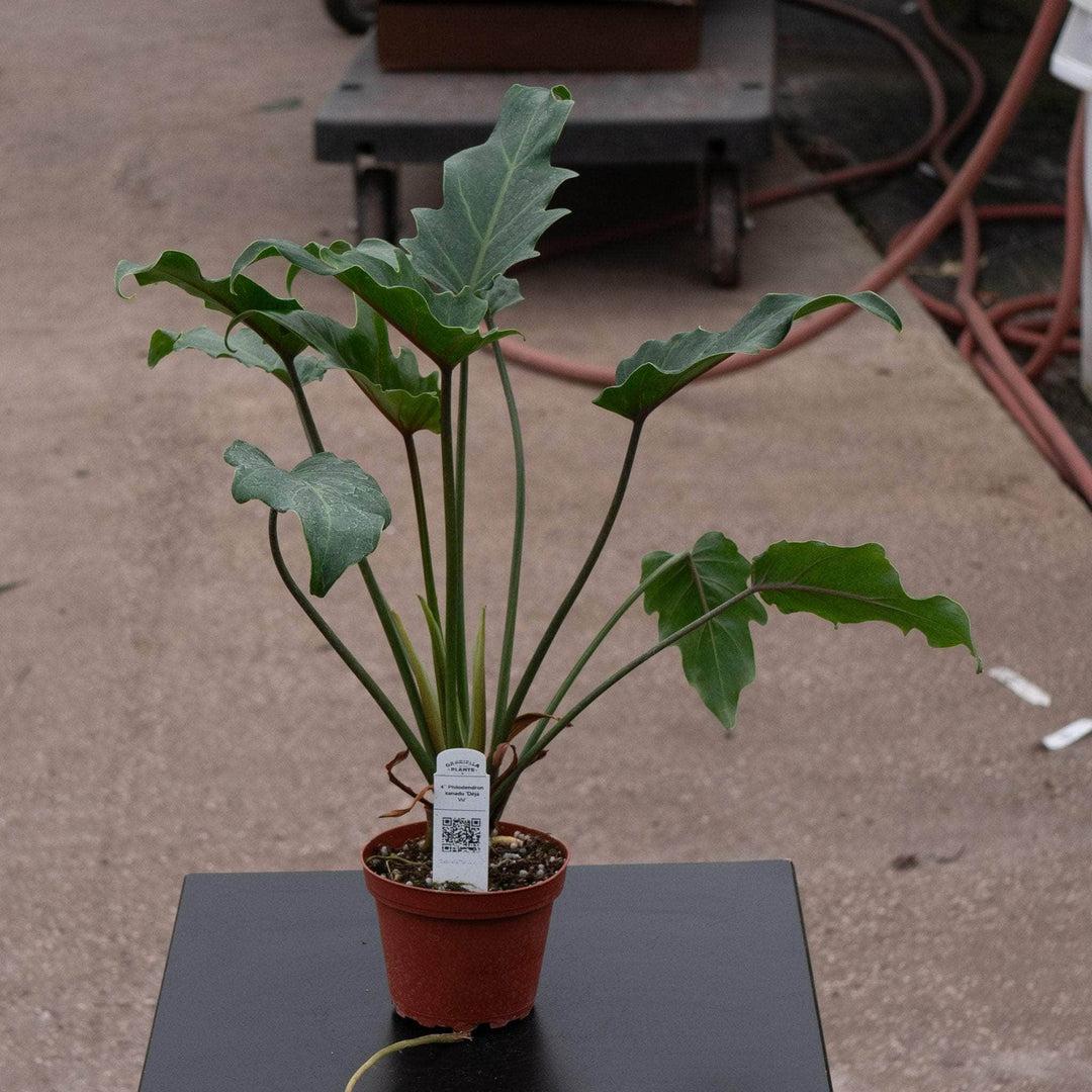 Philodendron 'deja Vu' - View 31 from www redcrocus com