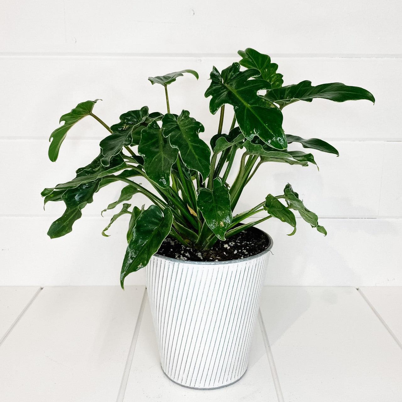 Philodendron 'deja Vu' - View 32 from www redcrocus com