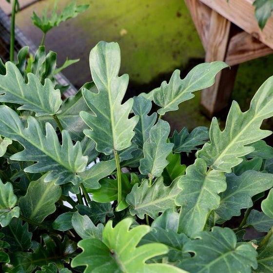 Philodendron 'deja Vu' - View 35 from www redcrocus com