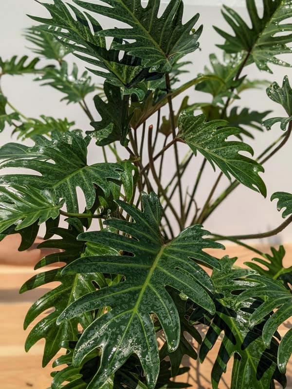 Philodendron 'deja Vu' - View 3 from www redcrocus com
