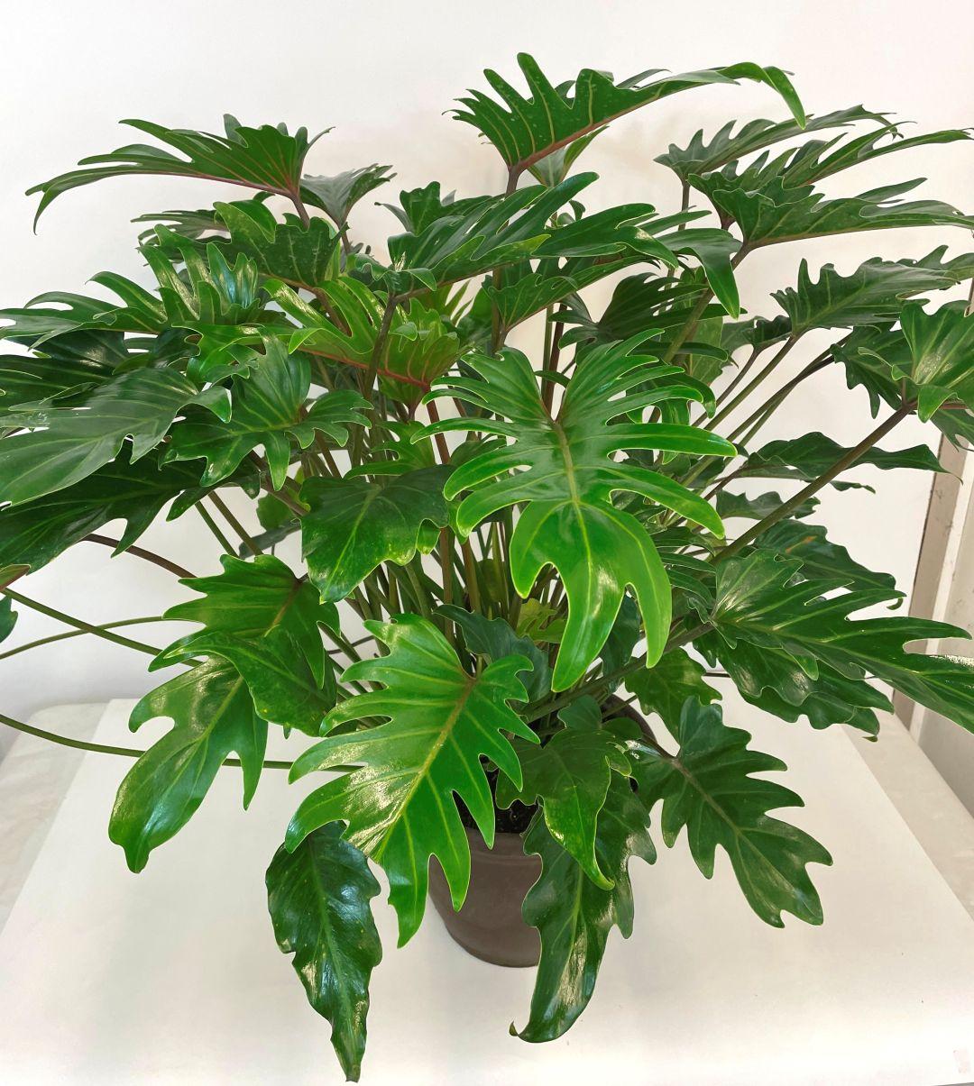Philodendron 'deja Vu' - View 4 from www redcrocus com