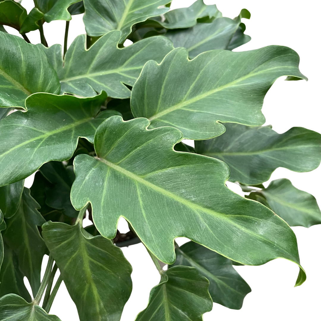 Philodendron 'deja Vu' - View 5 from www redcrocus com