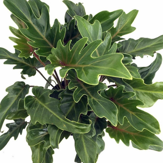 Philodendron 'deja Vu' - View 7 from www redcrocus com