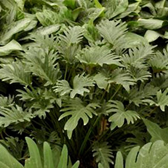 Philodendron 'deja Vu' - View 8 from www redcrocus com