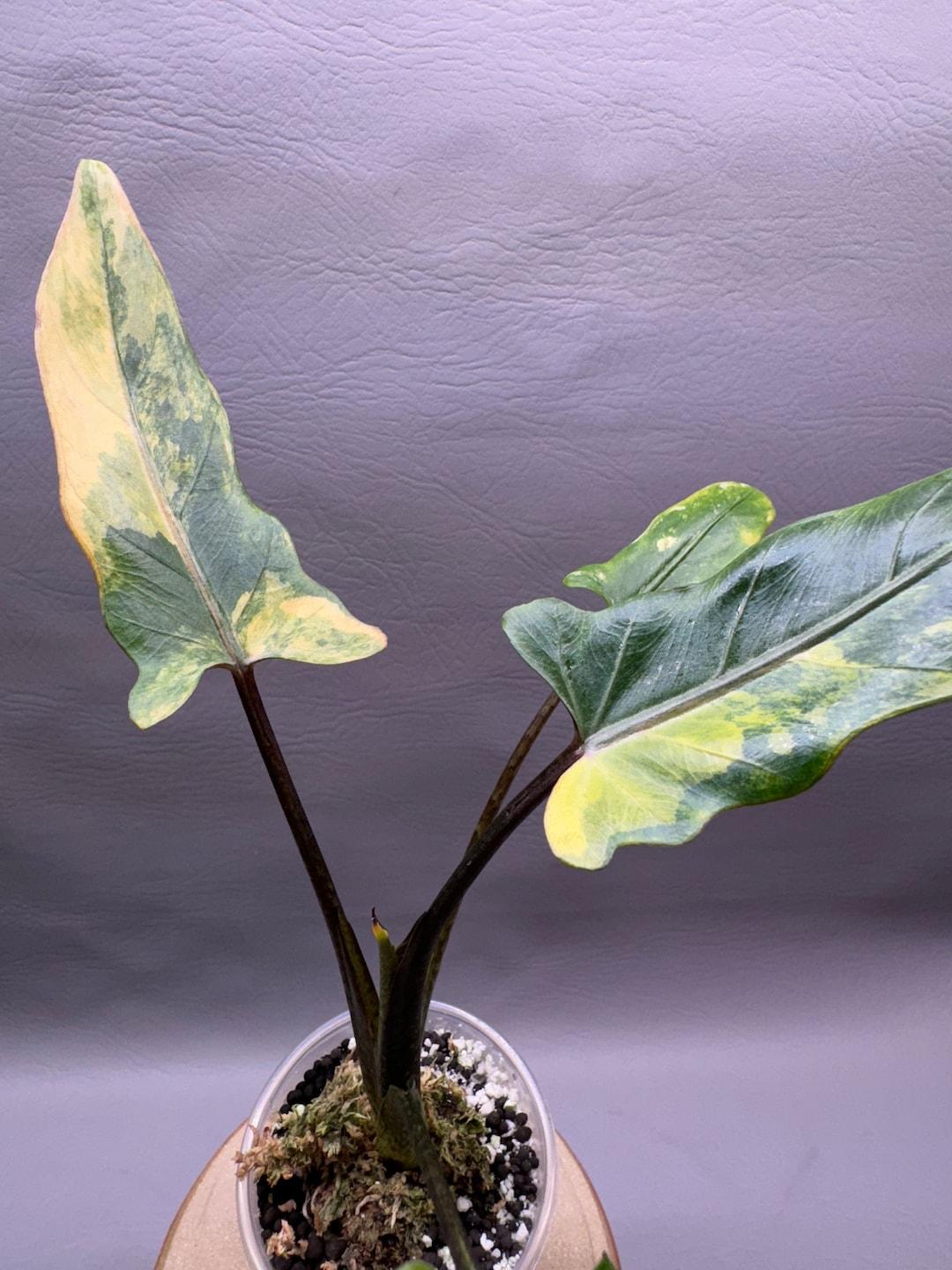 Alocasia Lauterbachiana - View 10 from www redcrocus com
