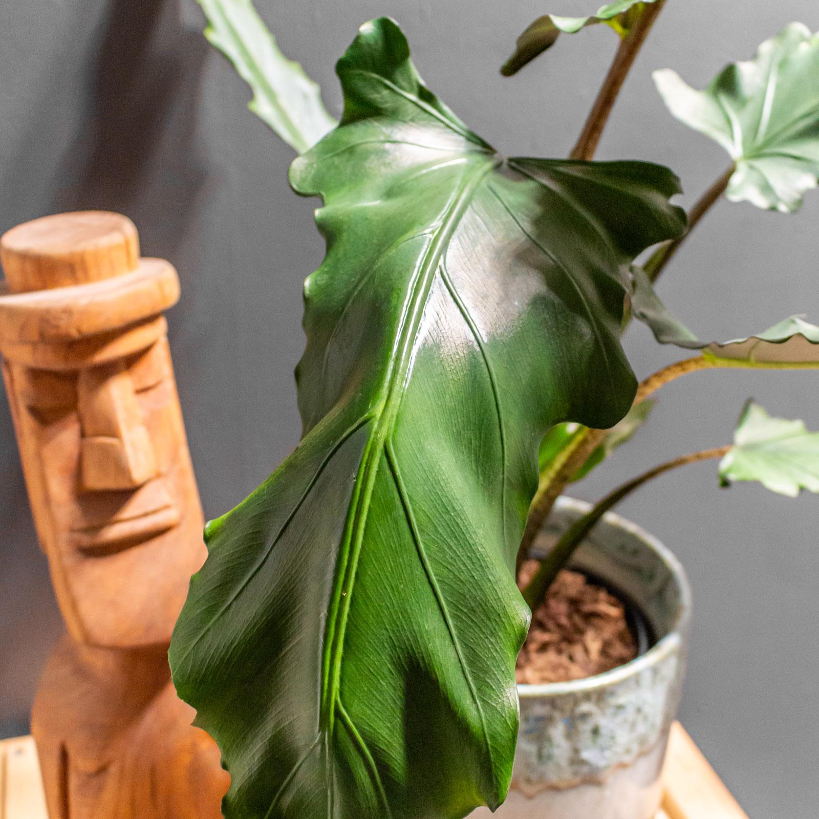 Alocasia Lauterbachiana - View 11 from www redcrocus com