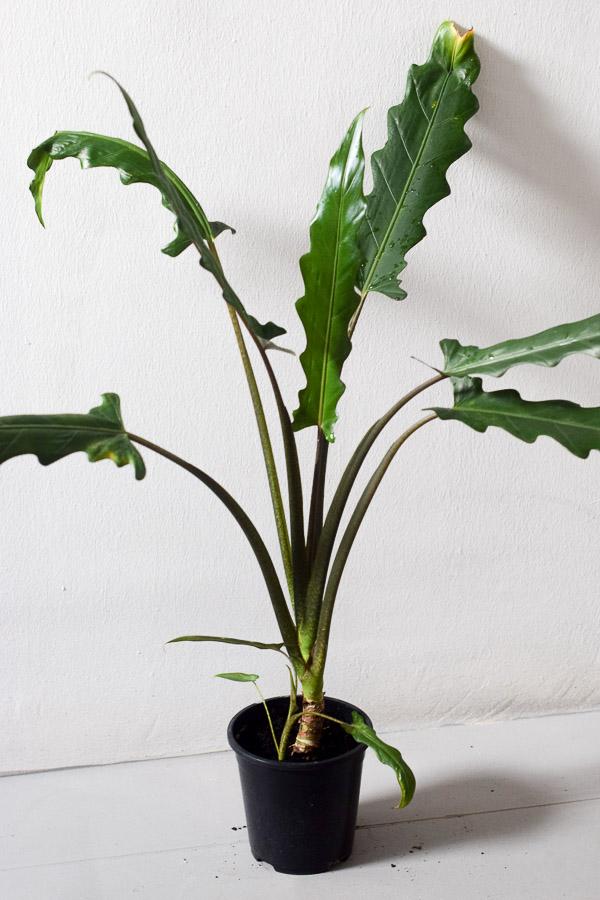Alocasia Lauterbachiana - View 12 from www redcrocus com