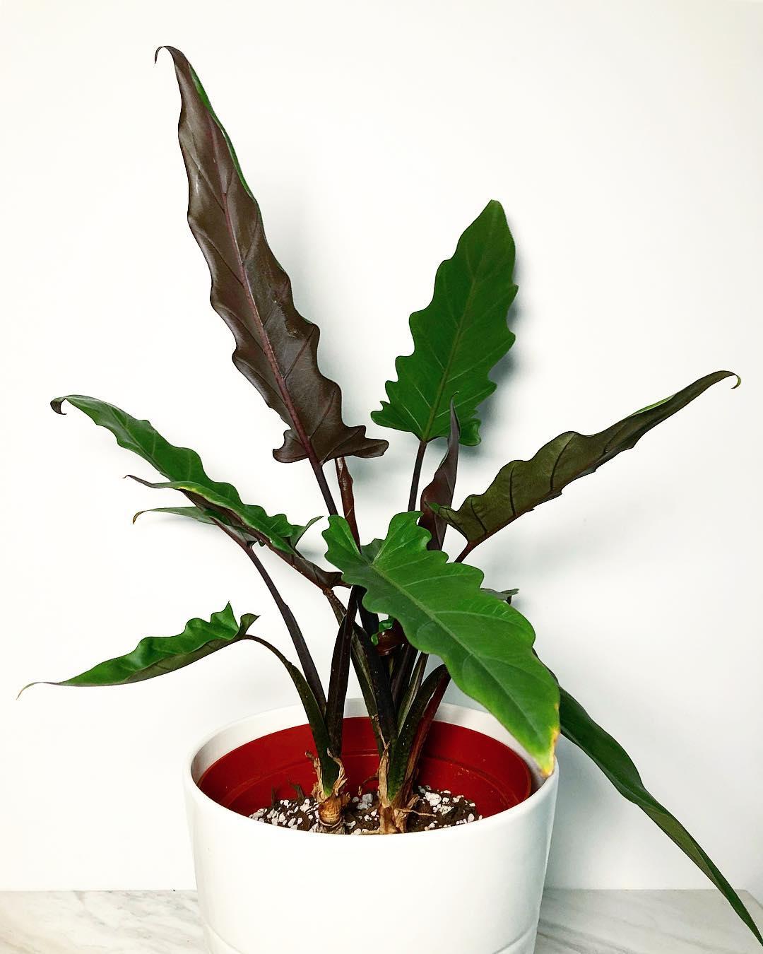 Alocasia Lauterbachiana - View 14 from www redcrocus com