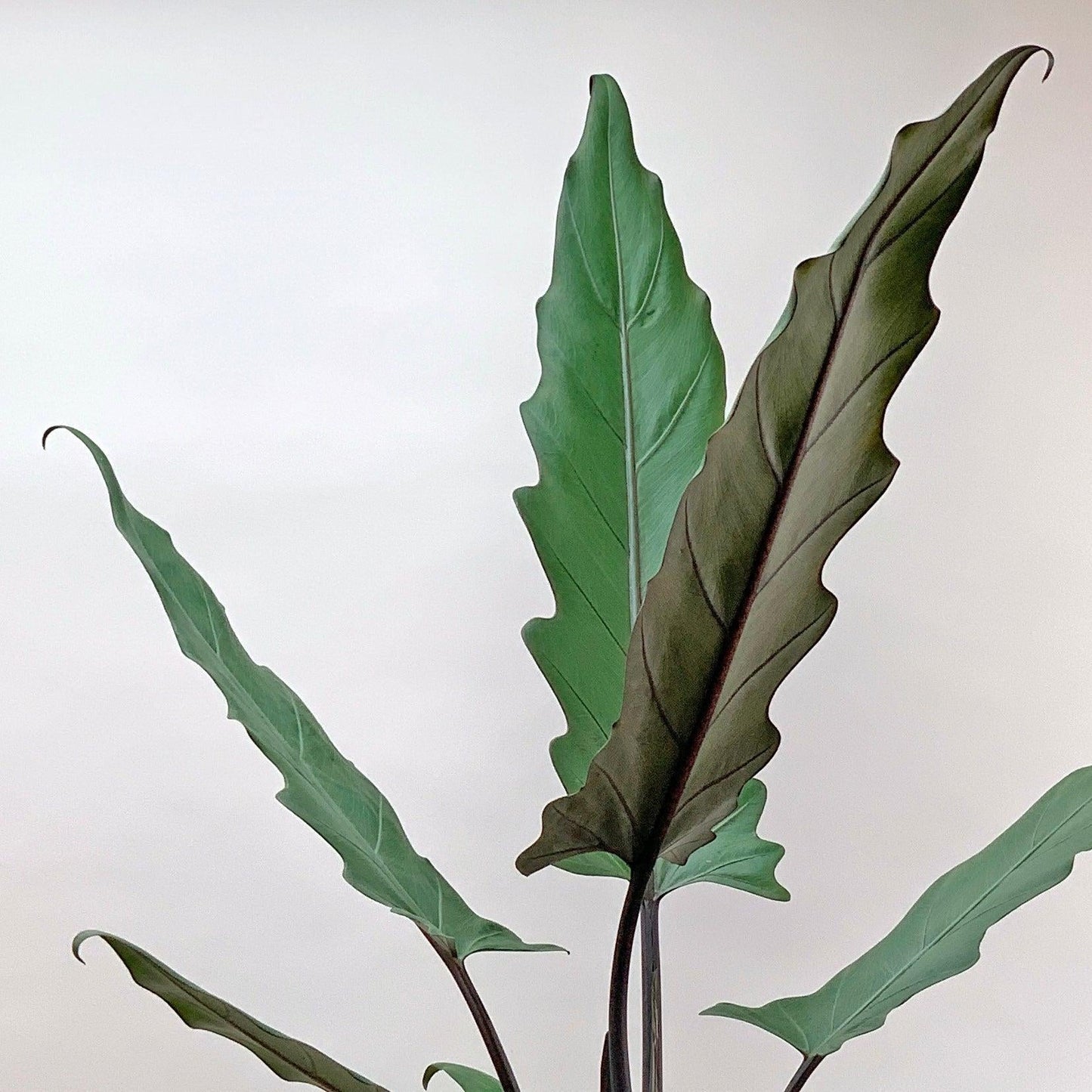 Alocasia Lauterbachiana - View 16 from www redcrocus com