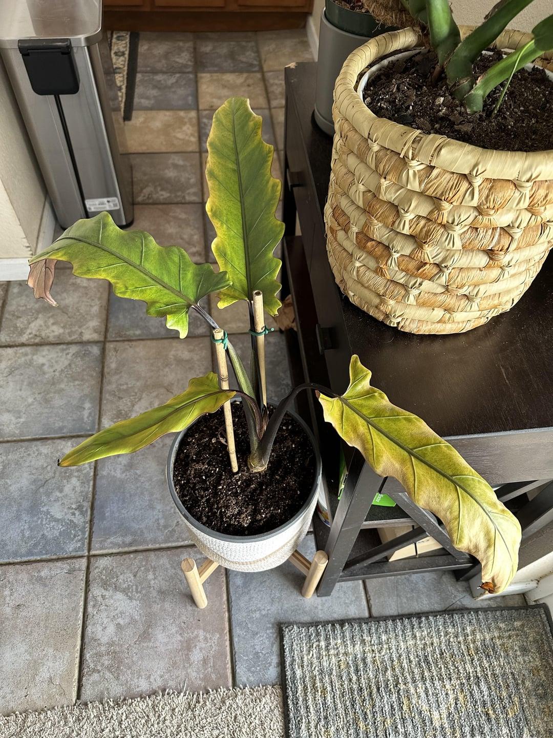 Alocasia Lauterbachiana - View 17 from www redcrocus com