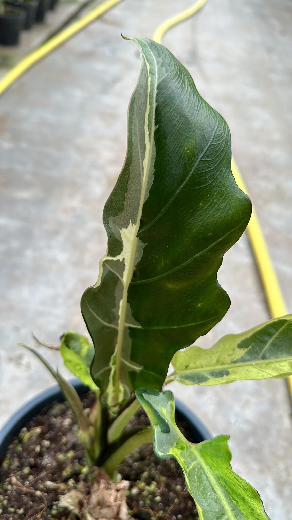 Alocasia Lauterbachiana - View 18 from www redcrocus com