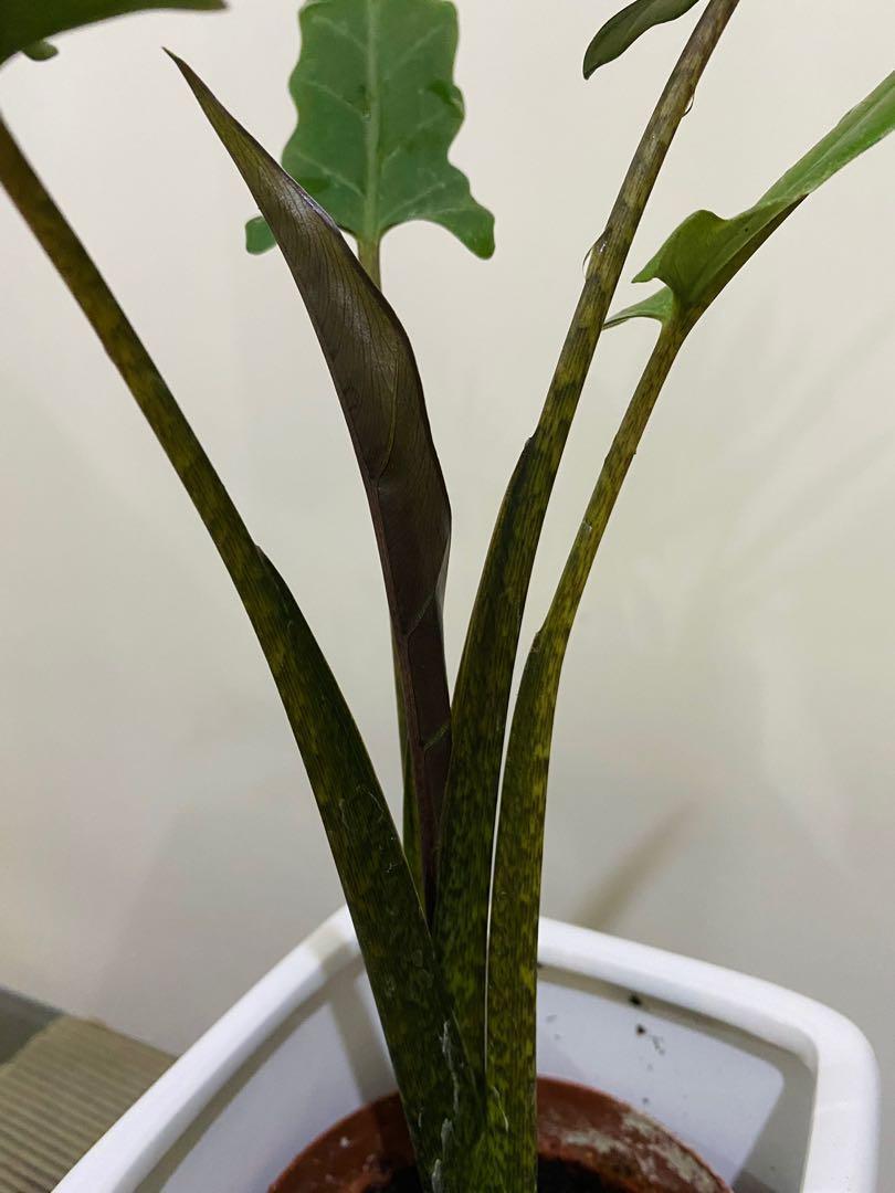 Alocasia Lauterbachiana - View 19 from www redcrocus com