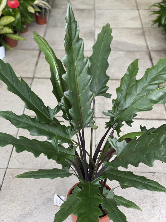 Alocasia Lauterbachiana - View 1 from www redcrocus com