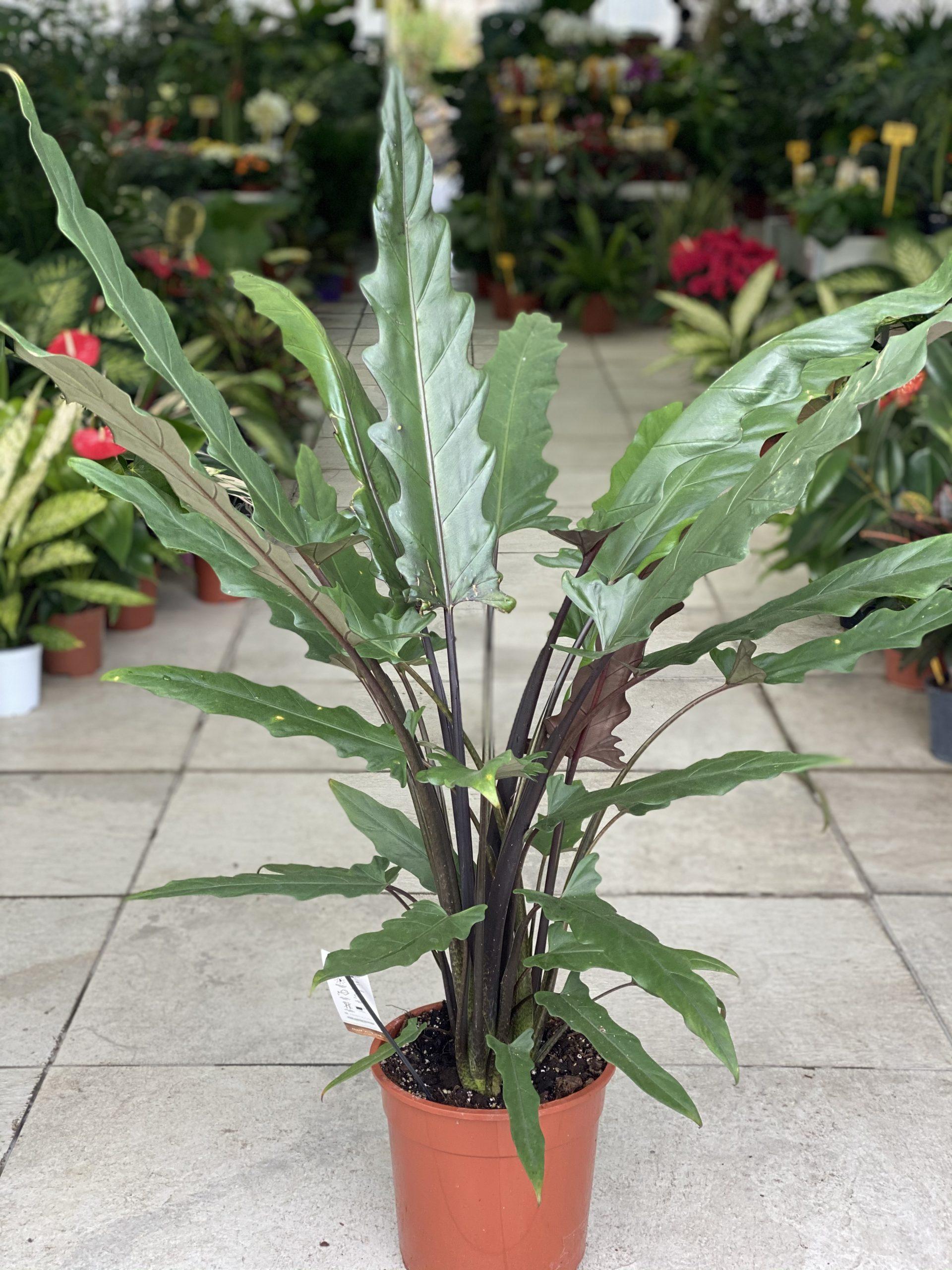 Alocasia Lauterbachiana - View 2 from www redcrocus com