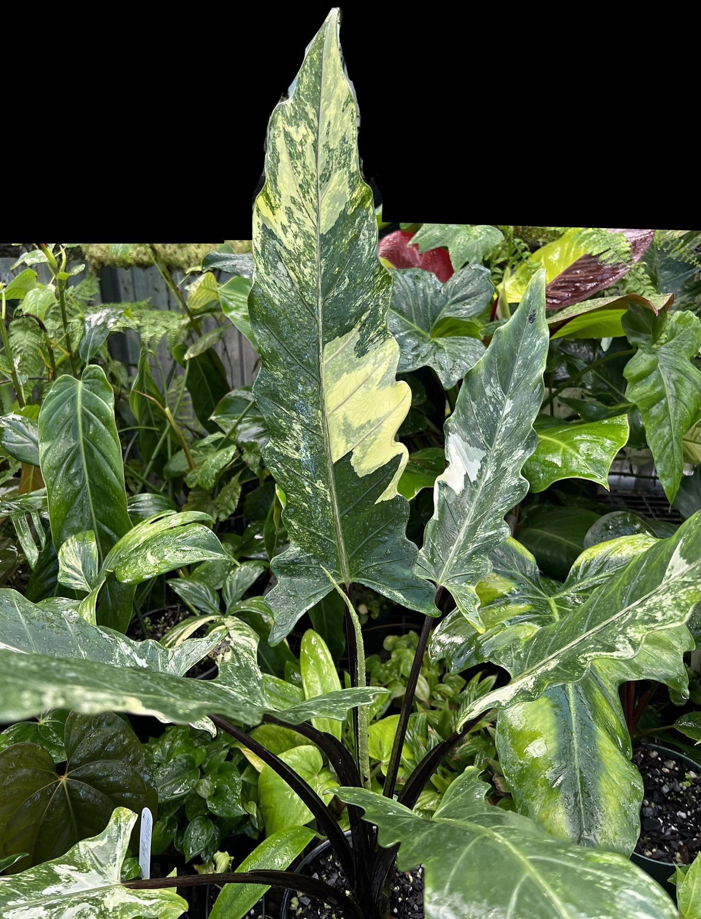 Alocasia Lauterbachiana - View 4 from www redcrocus com