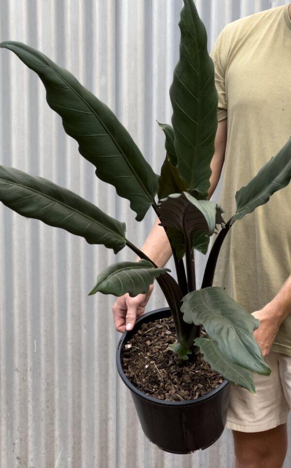 Alocasia Lauterbachiana - View 6 from www redcrocus com