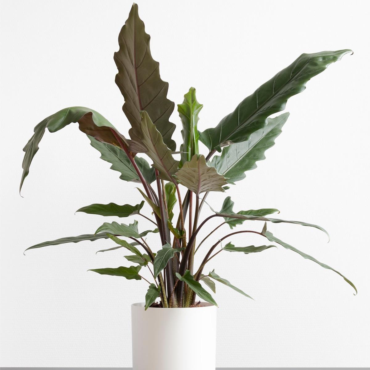Alocasia Lauterbachiana - View 7 from www redcrocus com