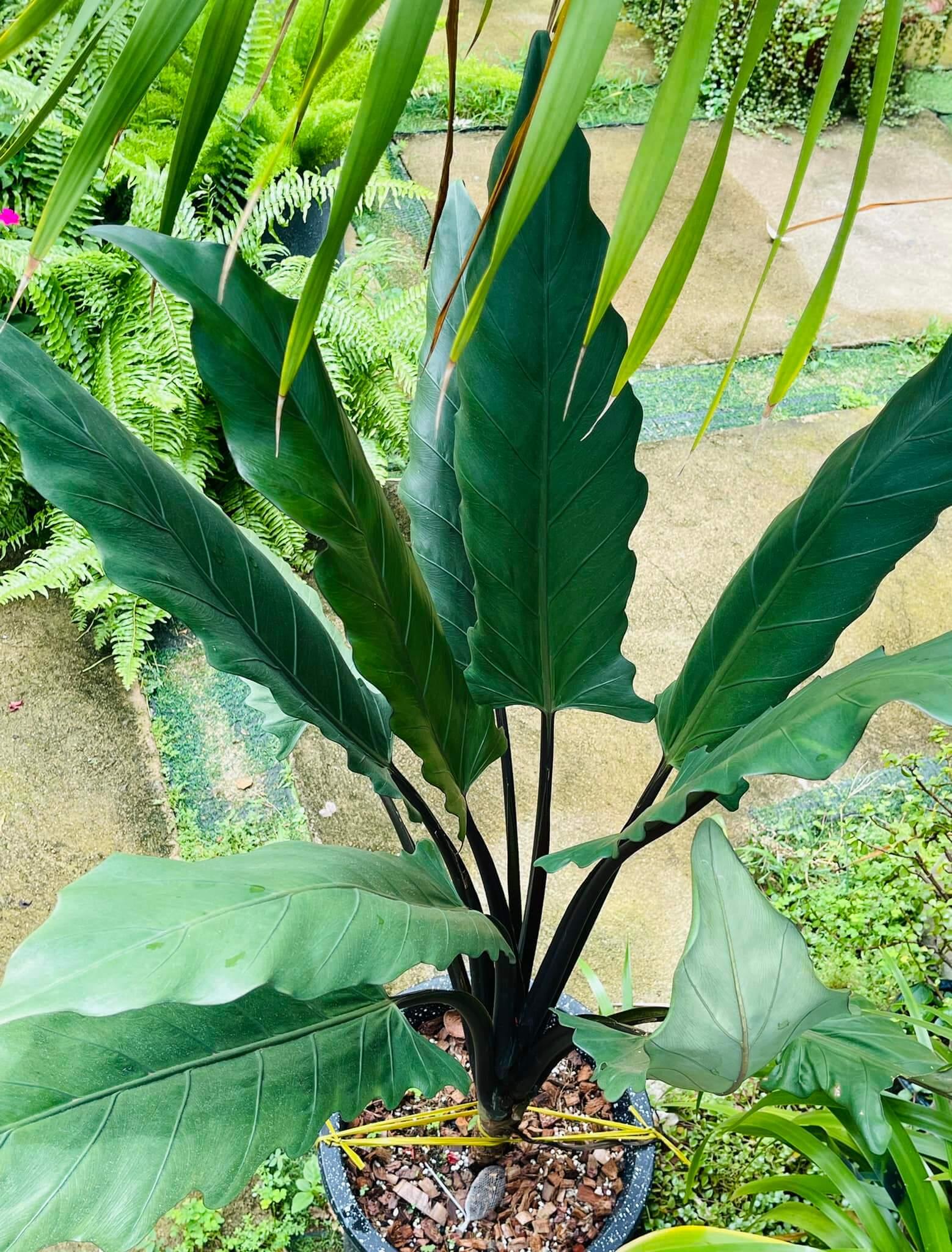 Alocasia Lauterbachiana - View 8 from www redcrocus com