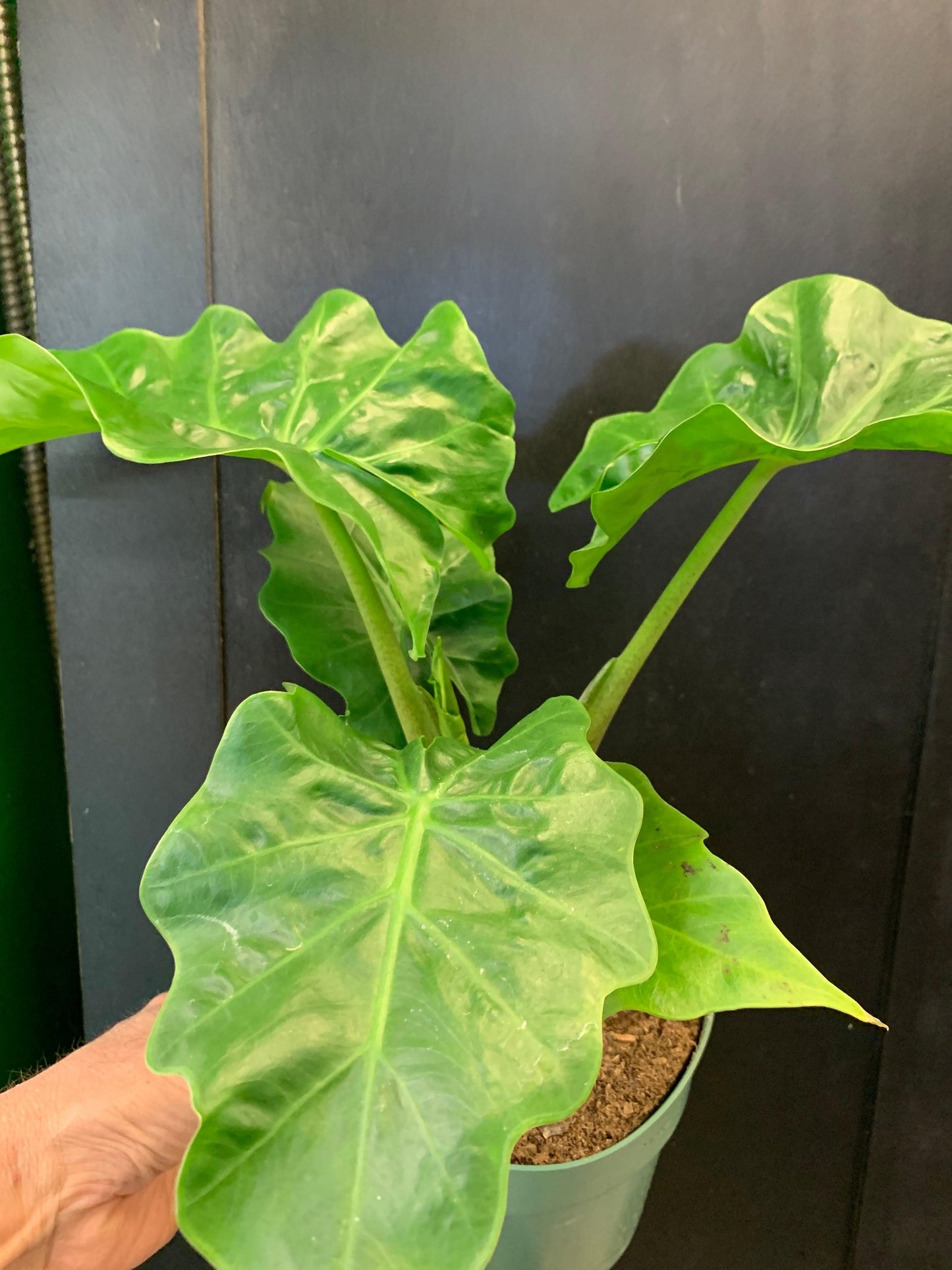 Alocasia Low Rider - View 10 from www redcrocus com