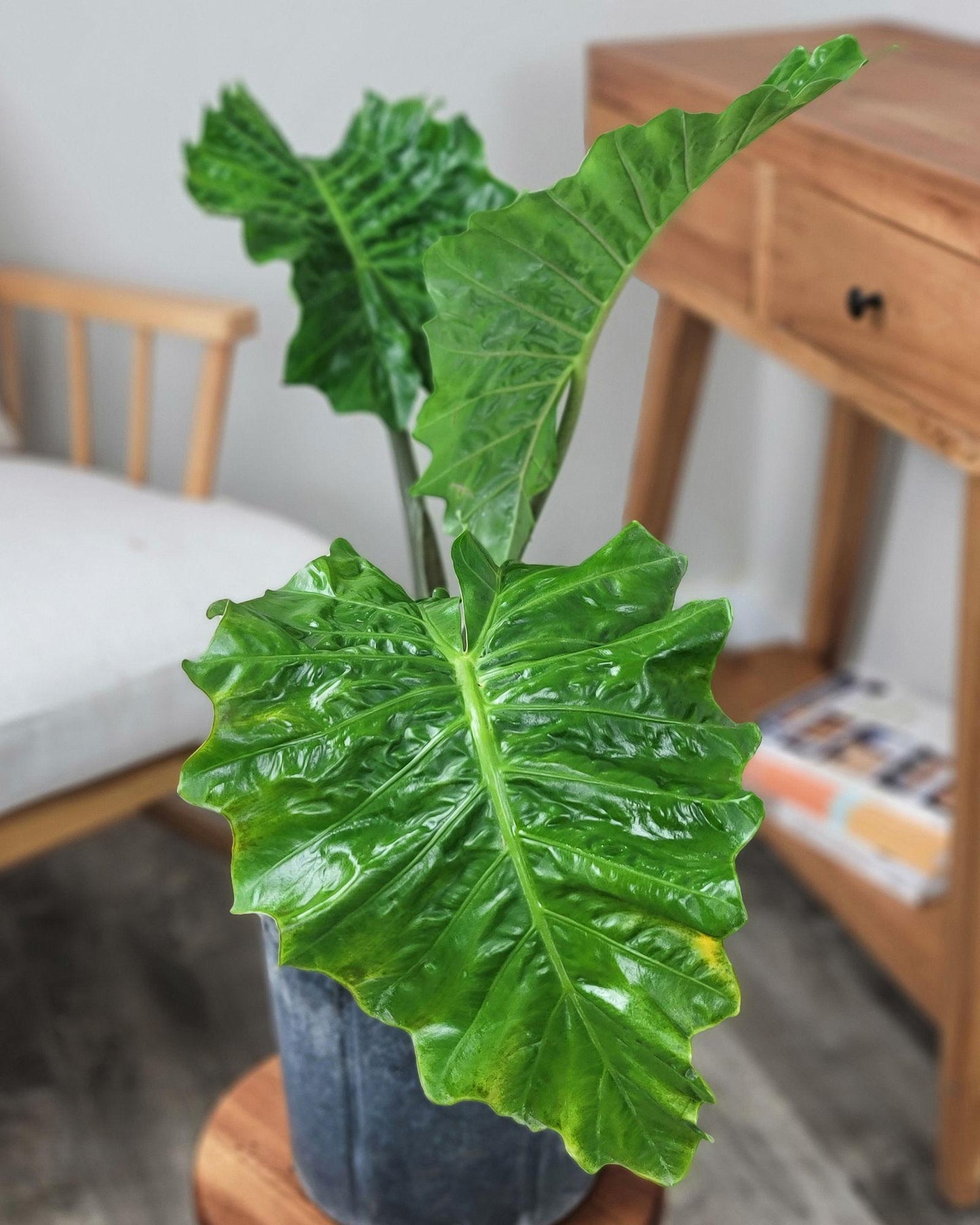 Alocasia Low Rider - View 11 from www redcrocus com