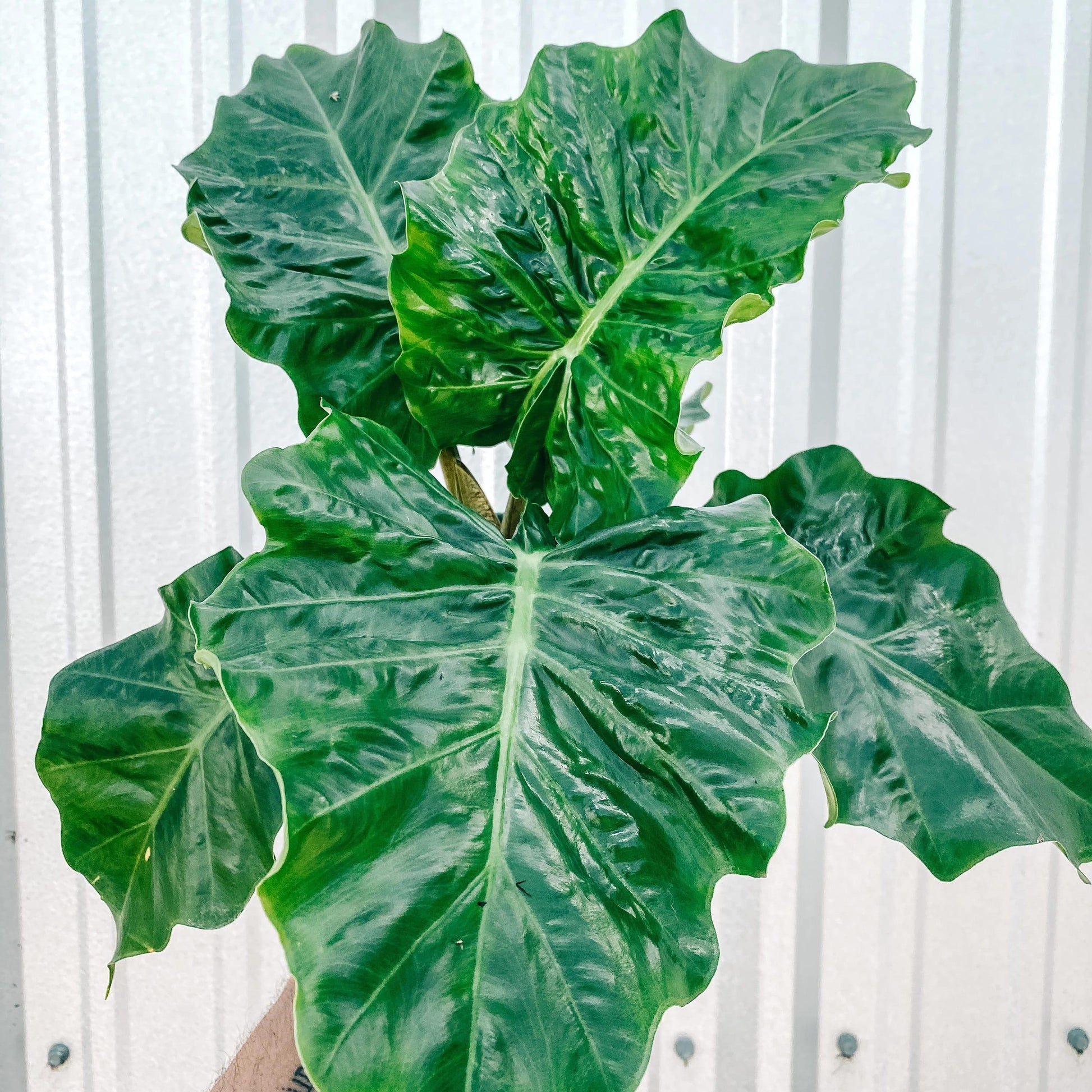 Alocasia Low Rider - View 13 from www redcrocus com