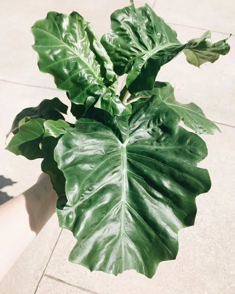 Alocasia Low Rider - View 13 from www redcrocus com