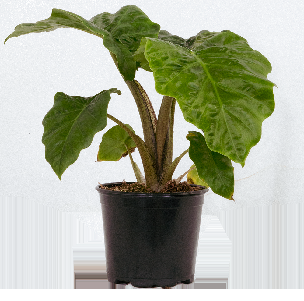 Alocasia Low Rider - View 14 from www redcrocus com