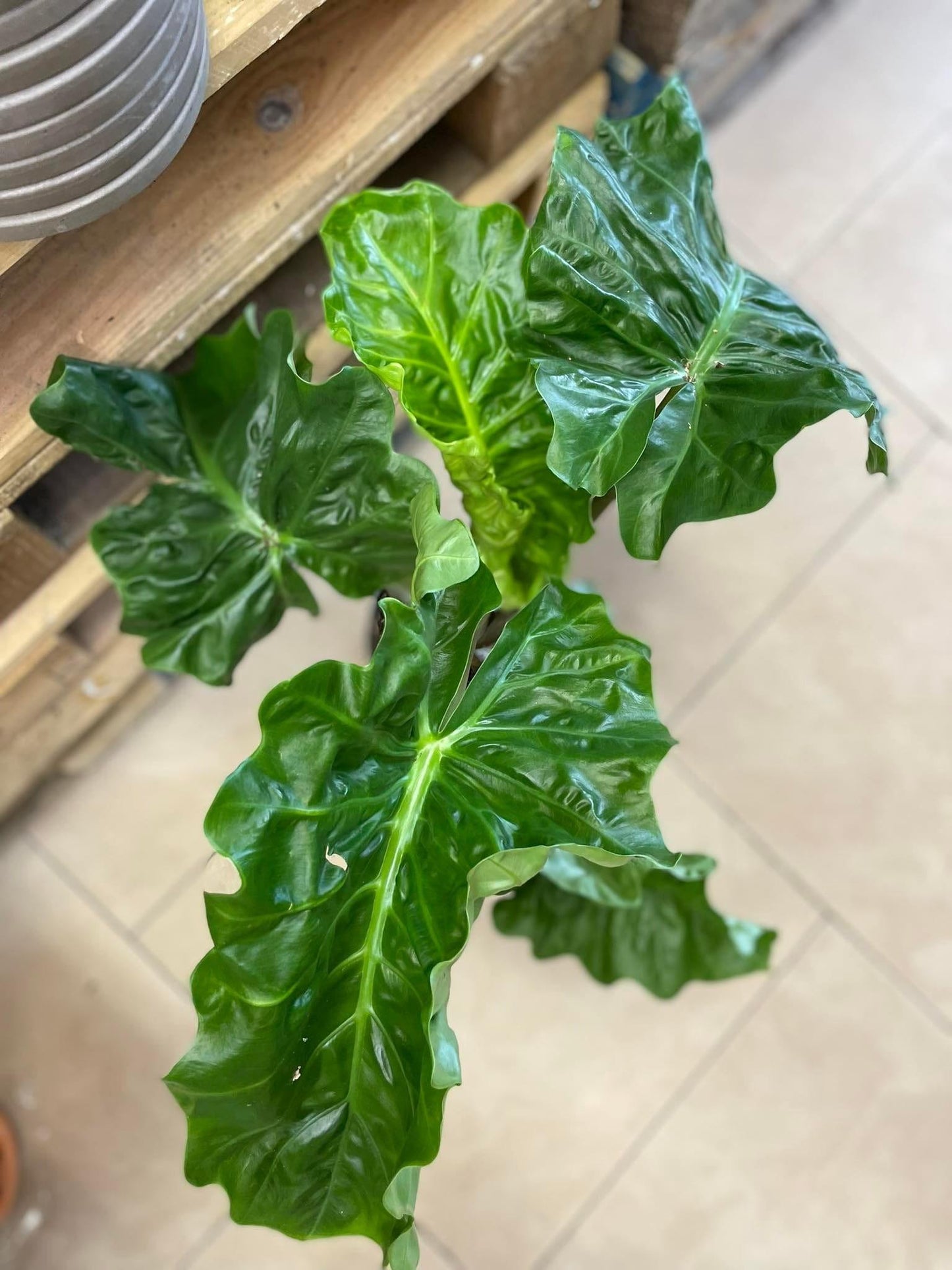 Alocasia Low Rider - View 15 from www redcrocus com
