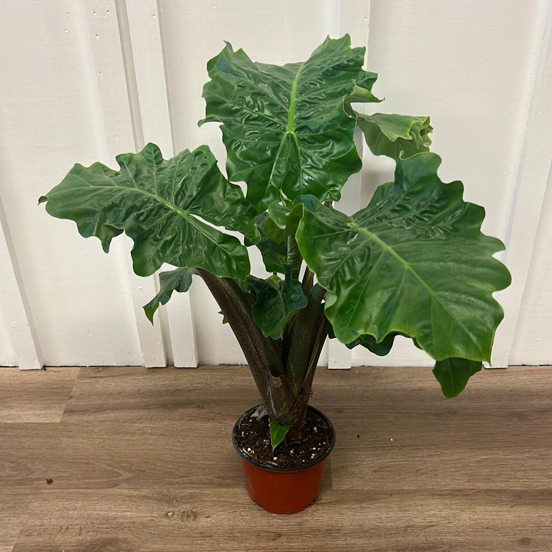 Alocasia Low Rider - View 16 from www redcrocus com