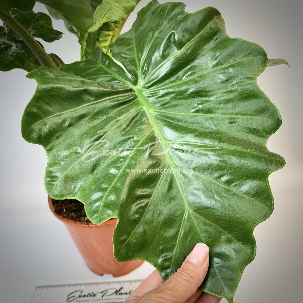 Alocasia Low Rider - View 18 from www redcrocus com