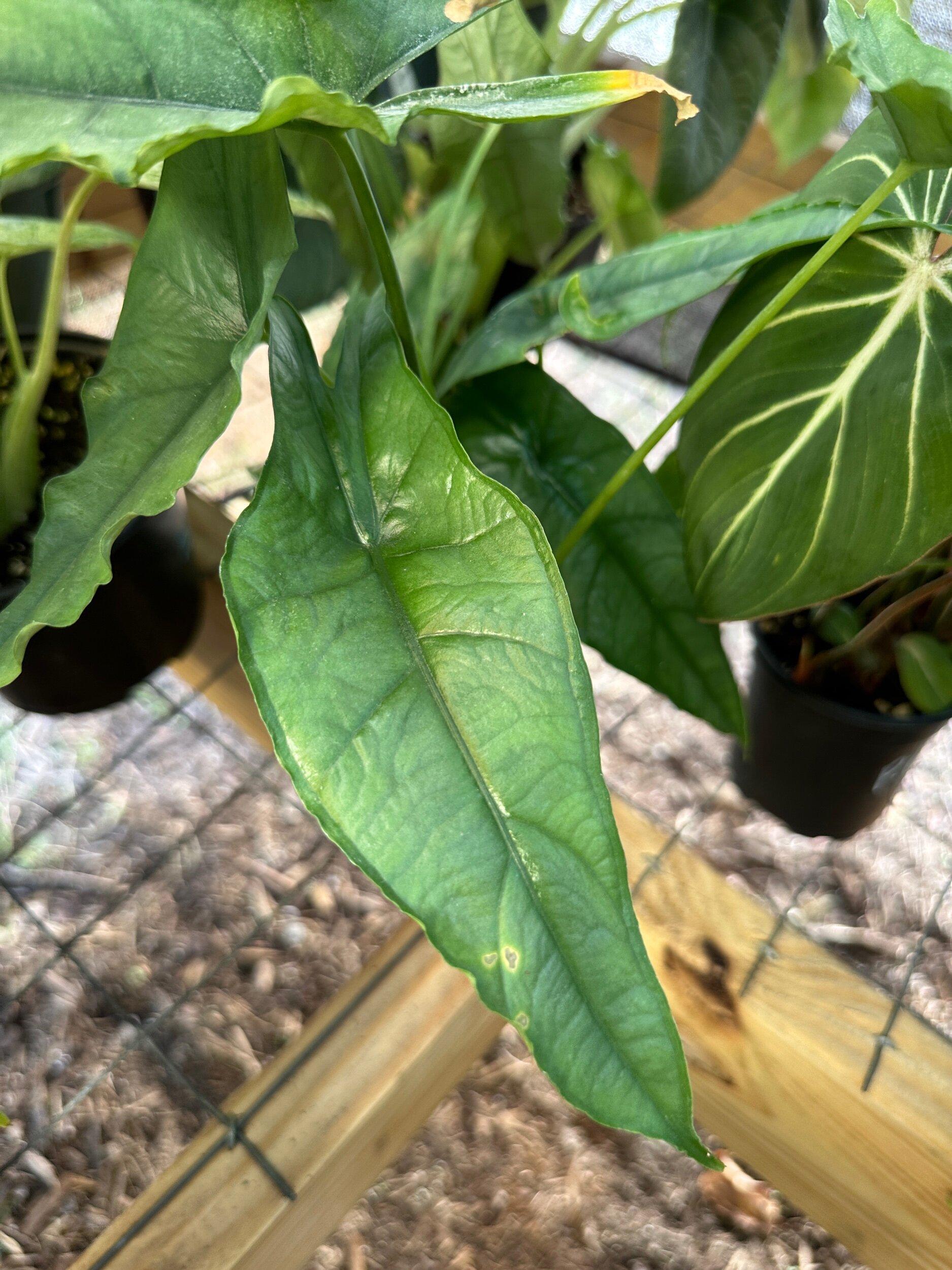 Alocasia Low Rider - View 19 from www redcrocus com