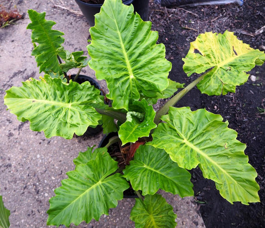 Alocasia Low Rider - View 1 from www redcrocus com