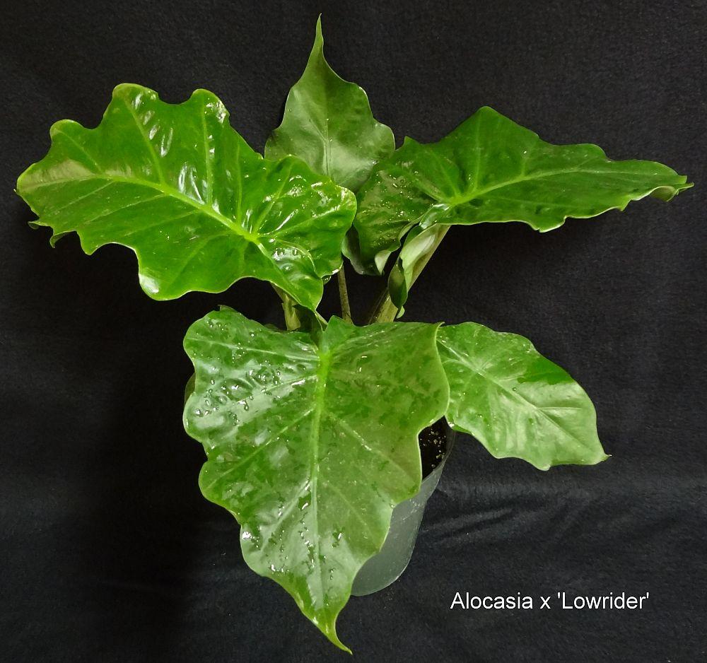 Alocasia Low Rider - View 20 from www redcrocus com