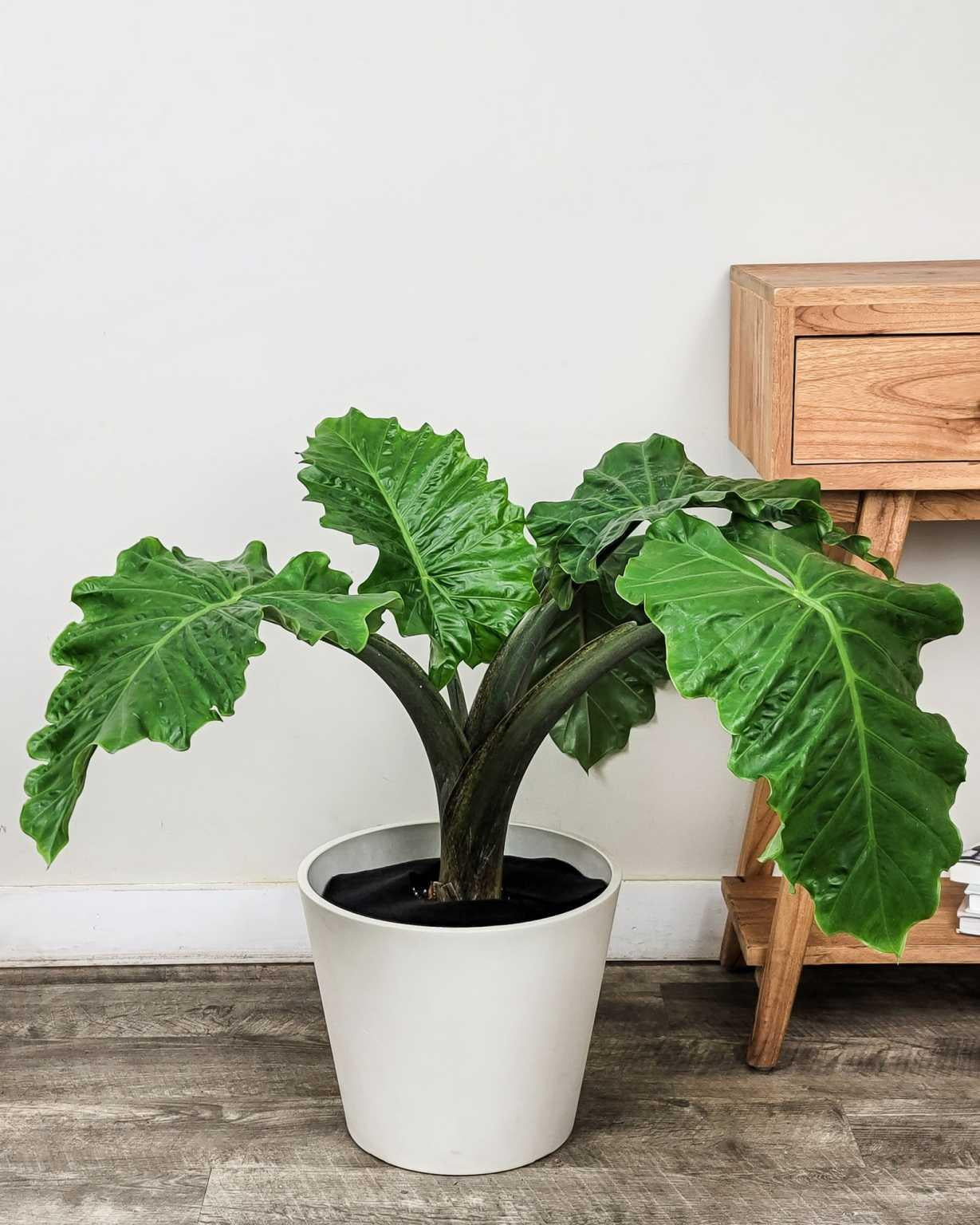 Alocasia Low Rider - View 2 from www redcrocus com