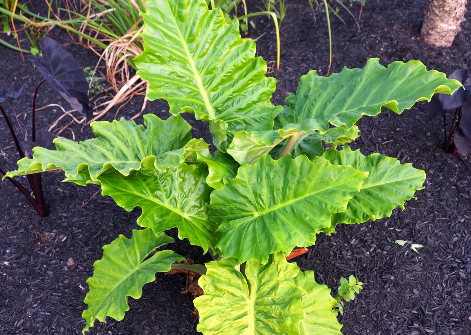 Alocasia Low Rider - View 3 from www redcrocus com